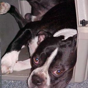 Meet your Posher, Susan